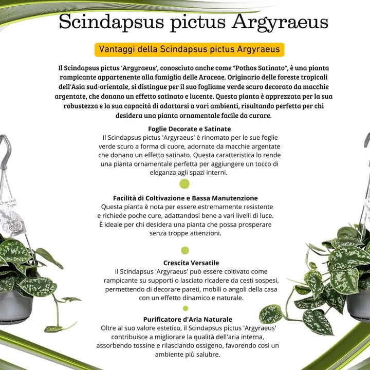 Scindapsus Pictus Argyraeus - dettaglio delle foglie vellutate con macchie argentate