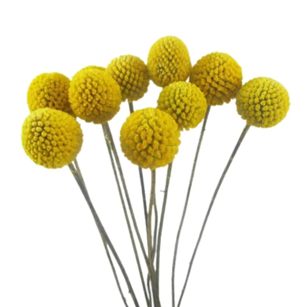 Fiori gialli sferici Craspedia - Dettaglio ravvicinato dei fiori tondi, ideali per essiccazione