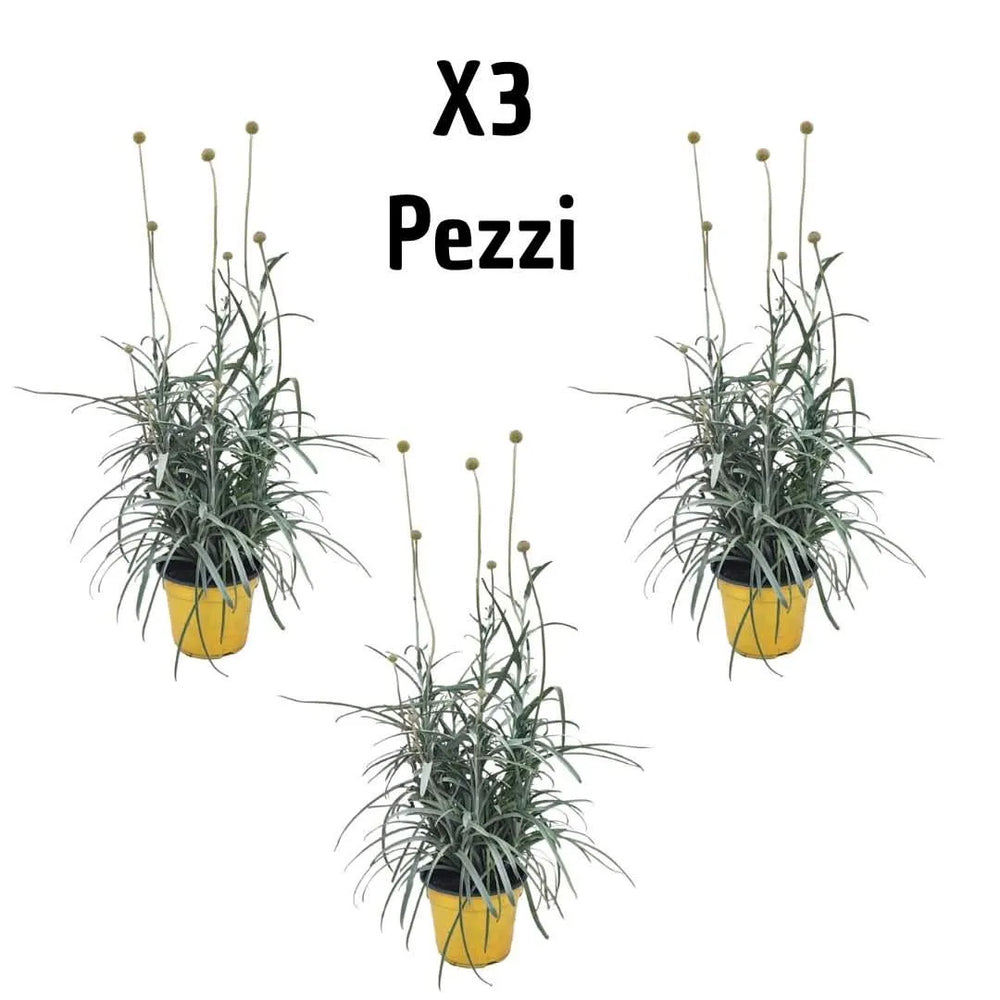 Piante Craspedia online - Tre piante in vaso con fioritura gialla verticale, composizione