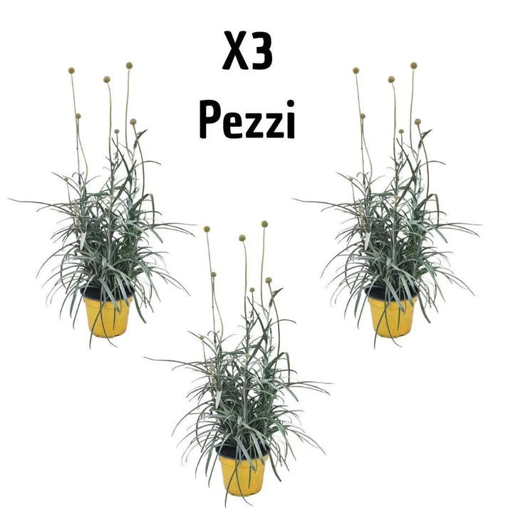 Piante Craspedia online - Tre piante in vaso con fioritura gialla verticale, composizione