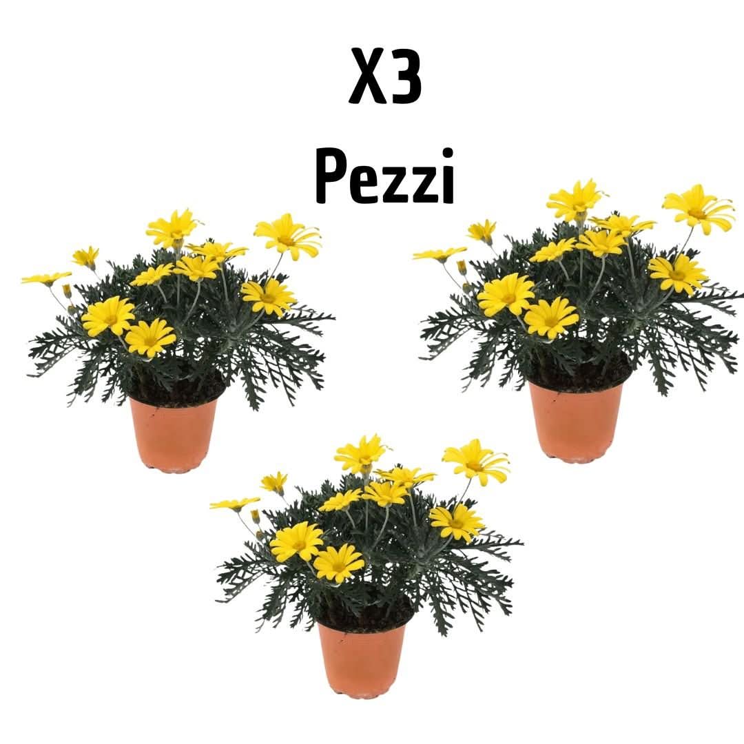 Set 3 piante di Euryops D.14 H.30 - i Giardini di Giulia