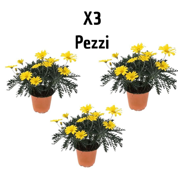 Set 3 piante di Euryops D.14 H.30 - i Giardini di Giulia