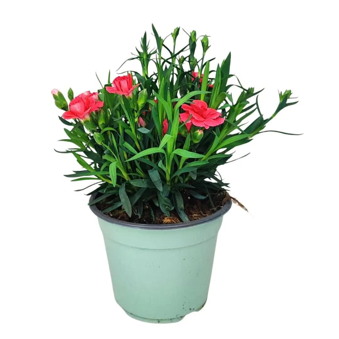 Garofano in vaso Ø14 cm con fiori rosa in fiore