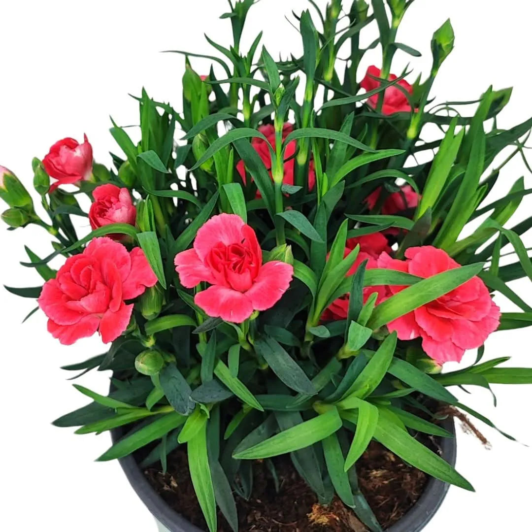 Dettaglio di fiori rosa di Garofano con fogliame fitto