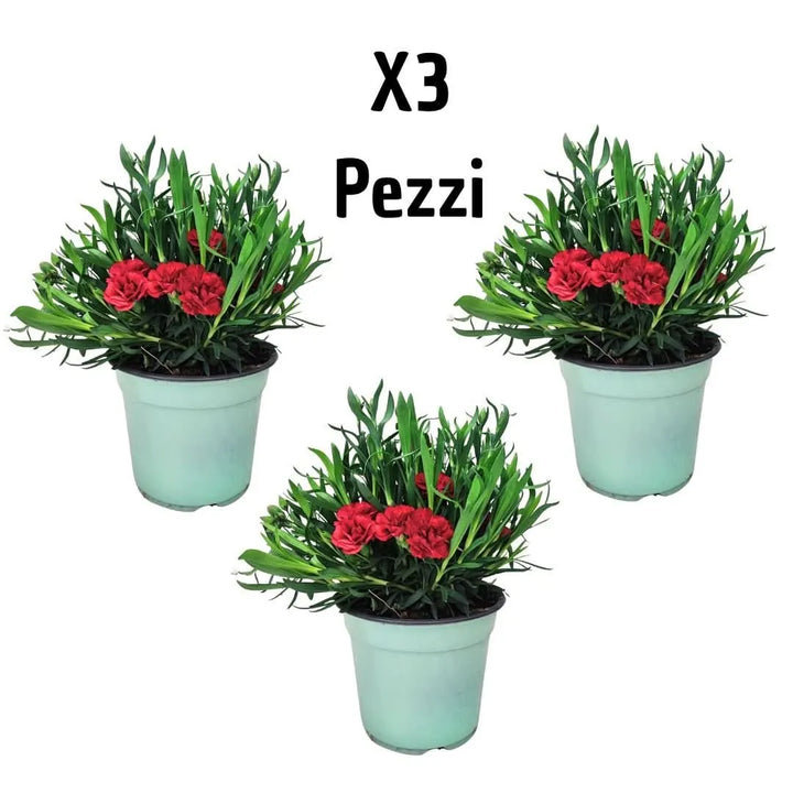 Set di 3 piante di Garofano rosso in vaso, ideali per esterni