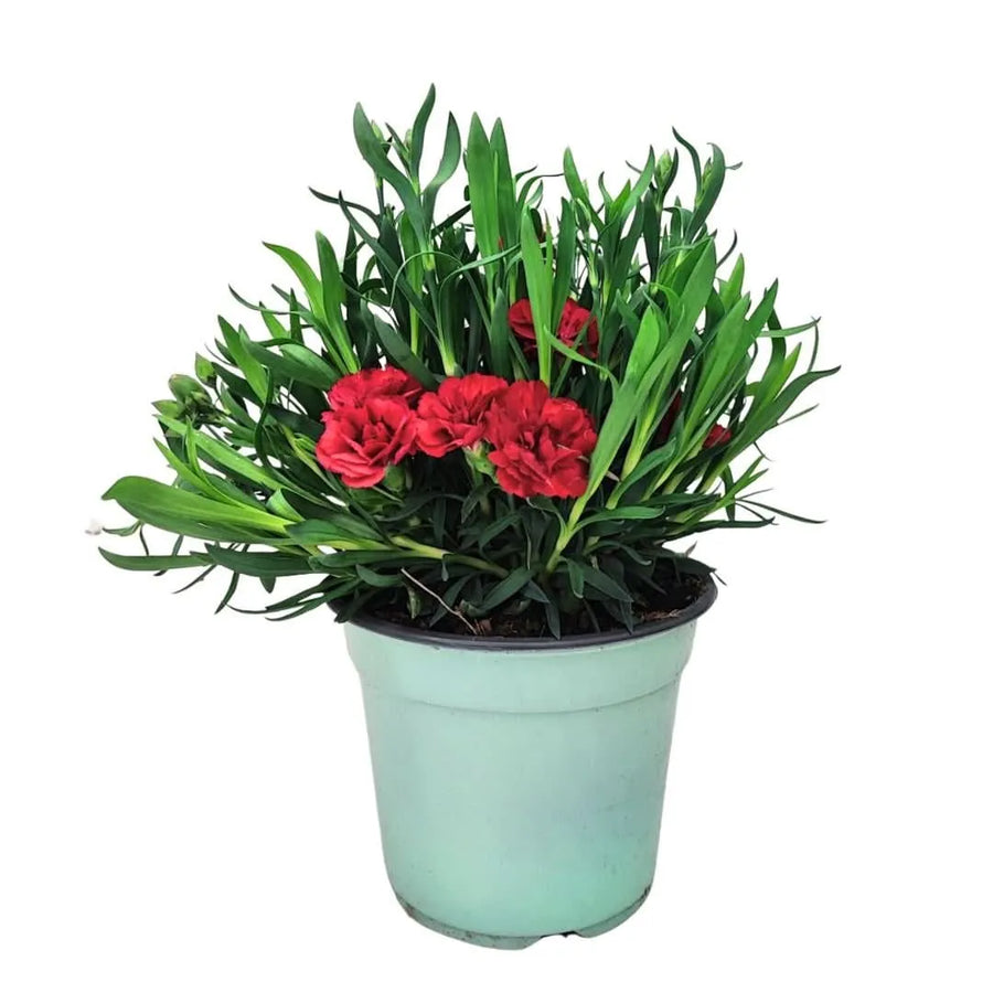 Pianta di Garofano in vaso Ø14 cm con fiori rossi