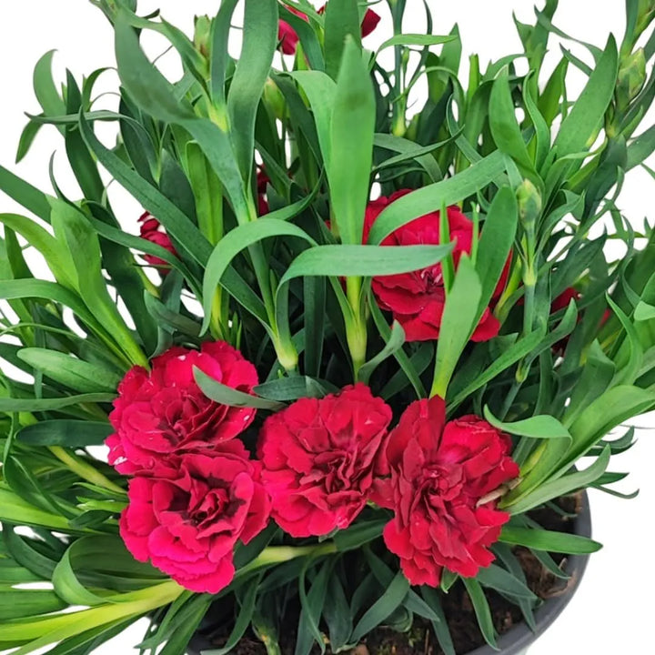 Dettaglio fiori di Garofano rosso scuro su pianta compatta