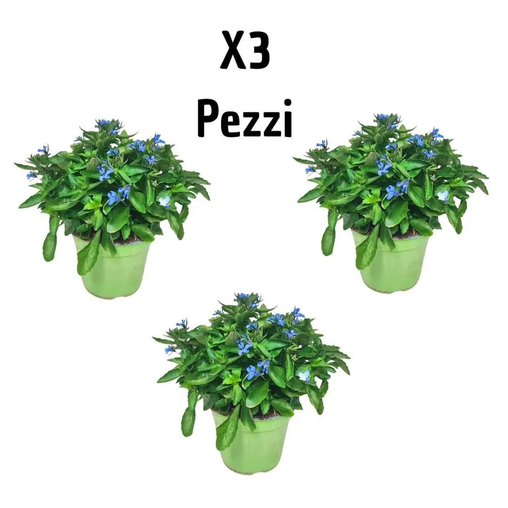 Set 3 piante di Lobelia blu per balconi, bordure e terrazzi