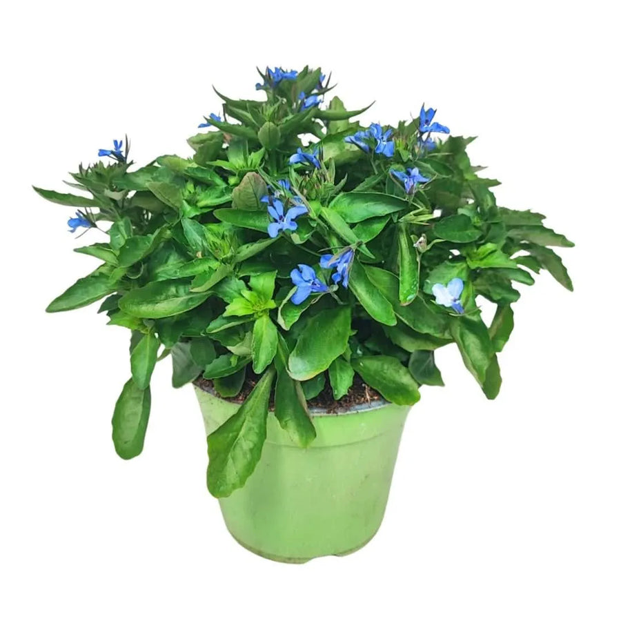 Lobelia in vaso Ø14 cm con fiori blu, pianta compatta da esterno