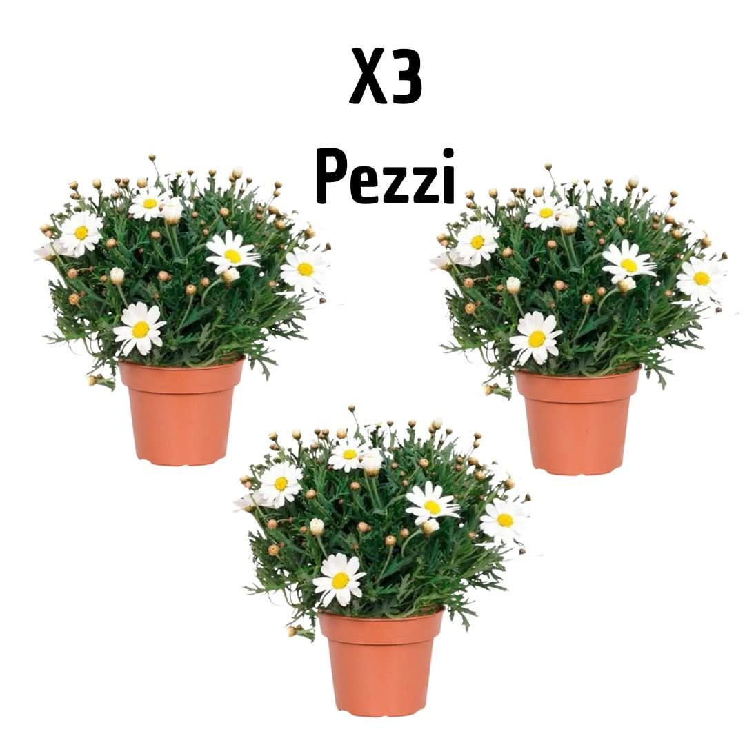 Set 3 piante di Margherita(Leucanthemum vulgare) - i Giardini di Giulia  