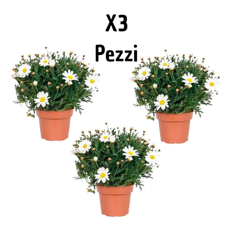 Set 3 piante di Margherita(Leucanthemum vulgare) - i Giardini di Giulia  