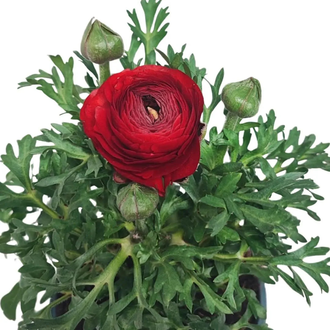 Dettaglio di fiore di ranuncolo rosso con fogliame verde