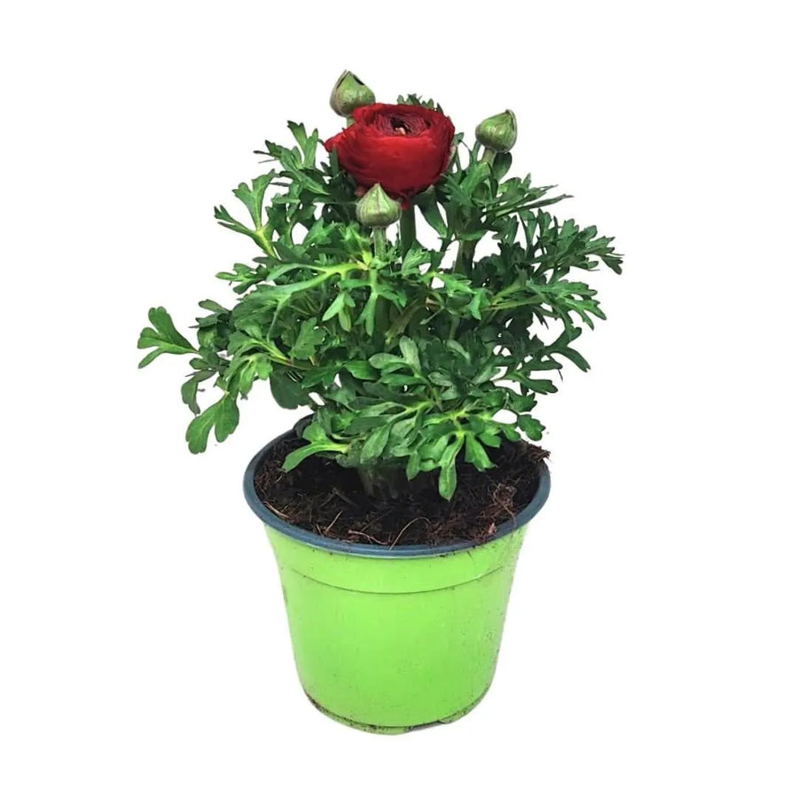 Ranuncolo in vaso Ø14 cm con fiore rosso in primo piano
