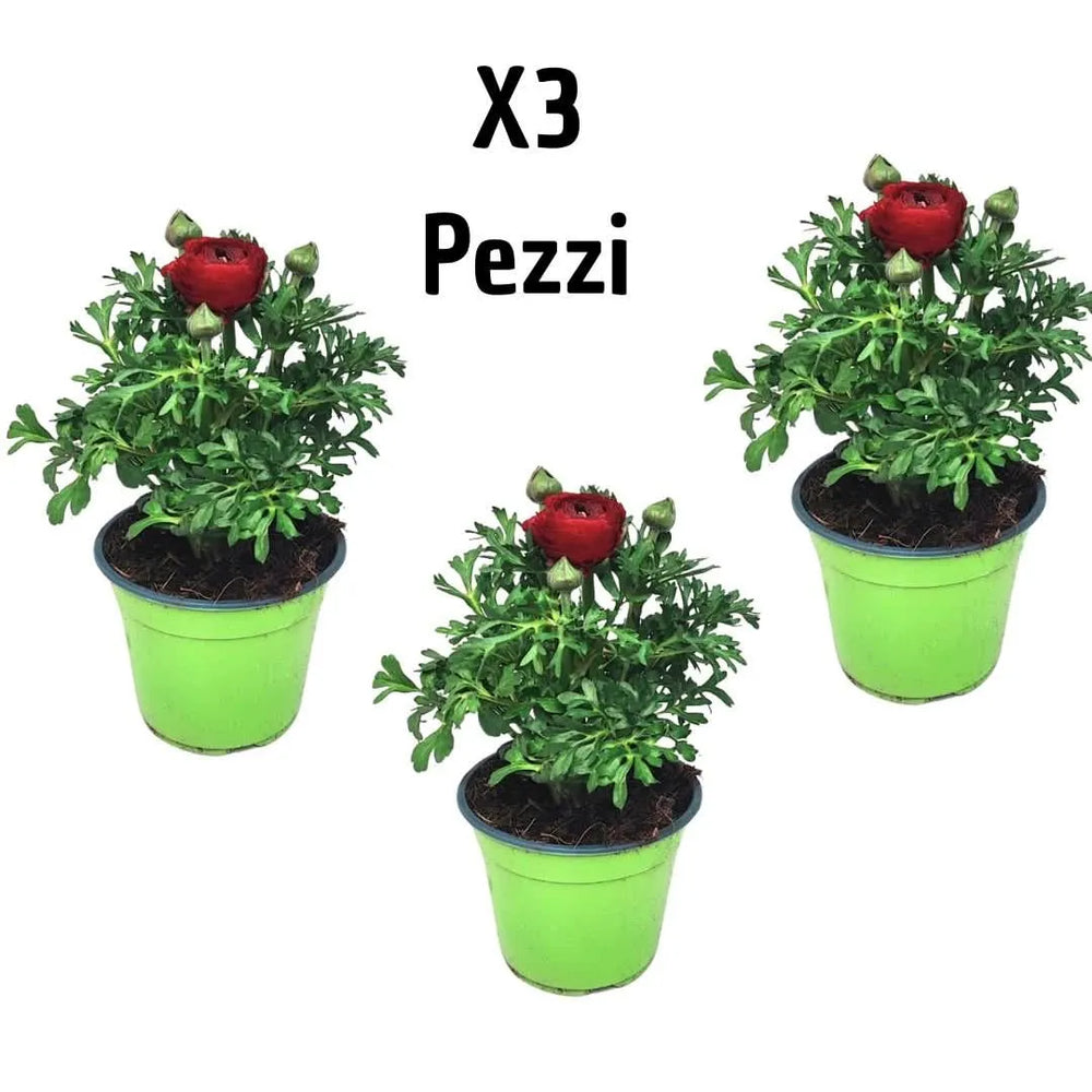 Set 3 piante di ranuncolo in vaso, colori assortiti disponibili


