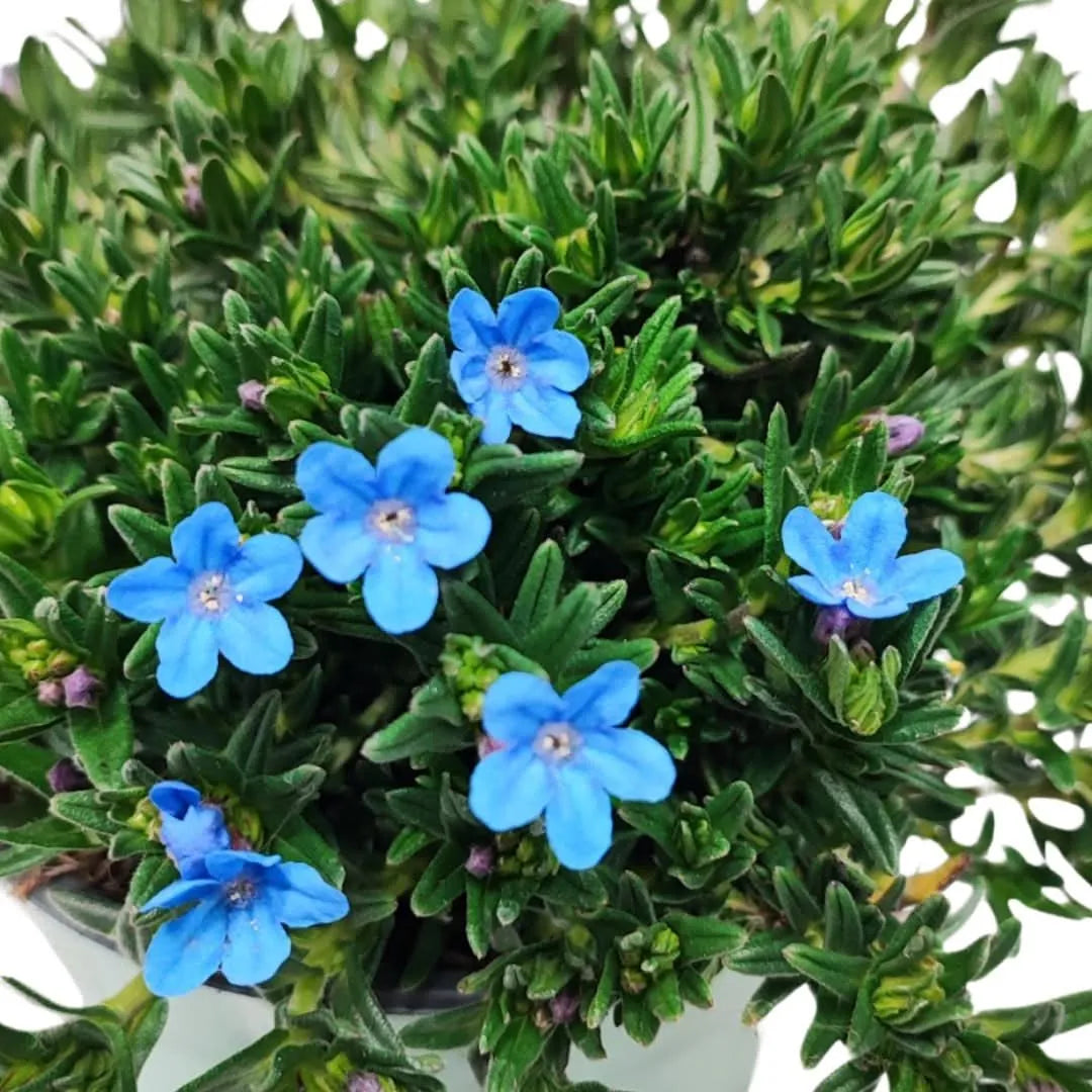 2x Fioriere In Plastica Smaltata 14 Pollici - Blu Lucido Fade - Vasi Da Esterno Per Giardino E Casa - Foto 3