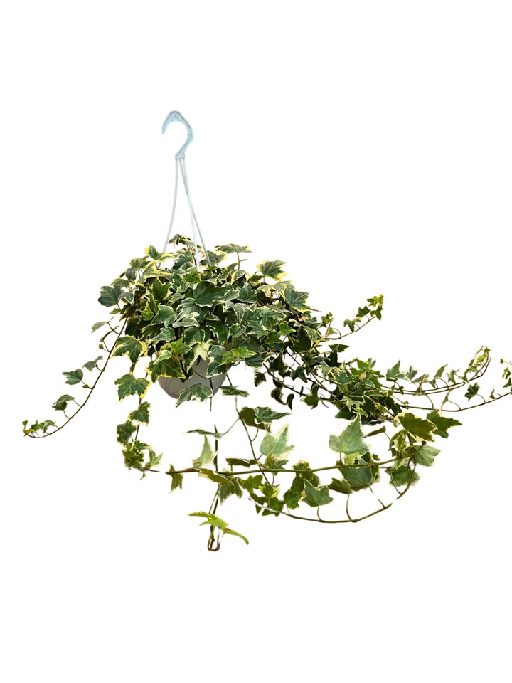 Hedera Variegata sospesa in vaso basket con foglie variegate verdi e crema


