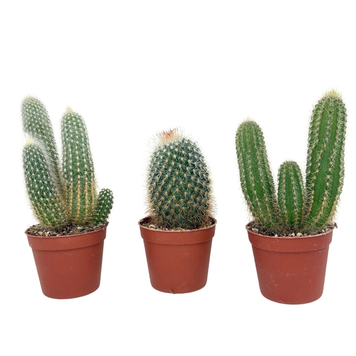 Tre cactus in vaso marrone da 6.5 cm con forme colonnari e tondeggianti, ideali per composizioni verdi da interno

