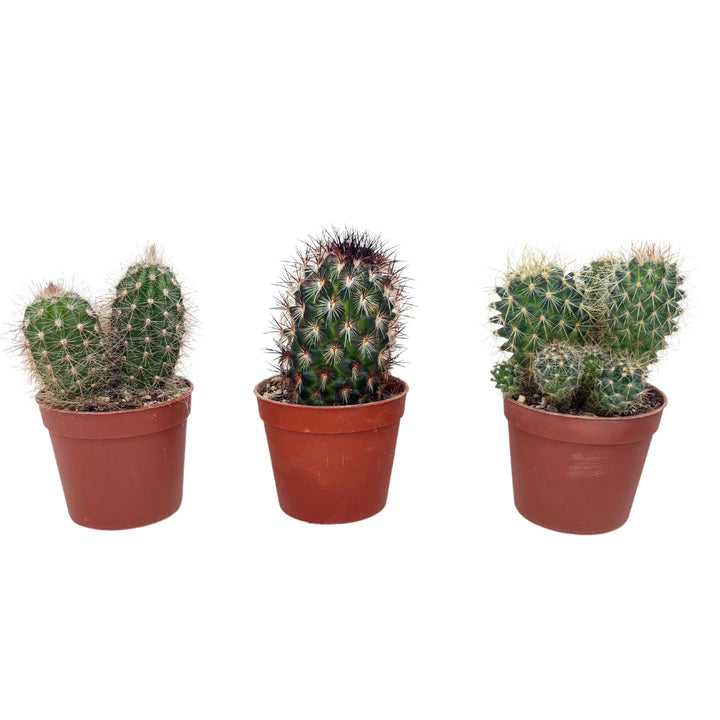 Gruppo di tre mini cactus con diverse texture e colori, perfetti per bomboniere green e arredi minimal