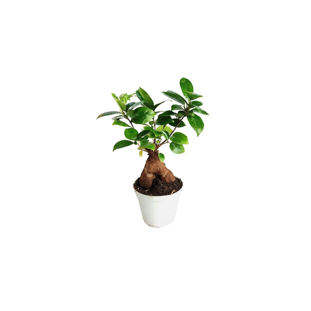 Set 4 piantine con bonsai ficus ginseng - i Giardini di Giulia