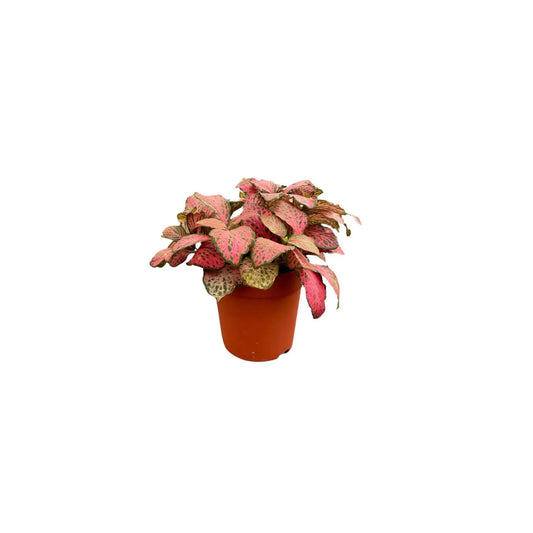 Fittonia rossa con foglie colorate per decorazioni naturali