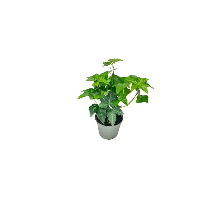 Set 4 piantine con bonsai ficus ginseng - i Giardini di Giulia