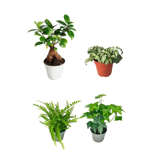 Set 4 piantine con bonsai Ficus Ginseng e Fittonia rossa per terrarium