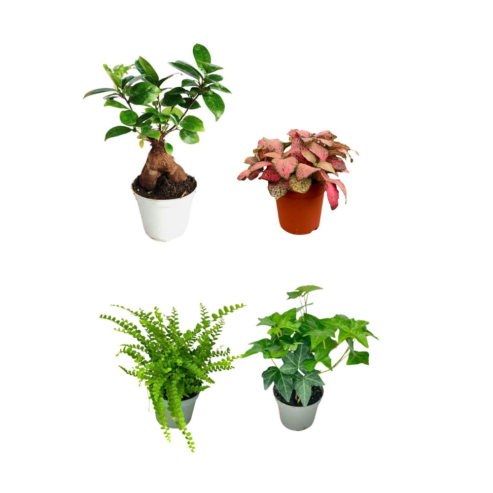 Set 4 piantine con bonsai ficus ginseng - i Giardini di Giulia