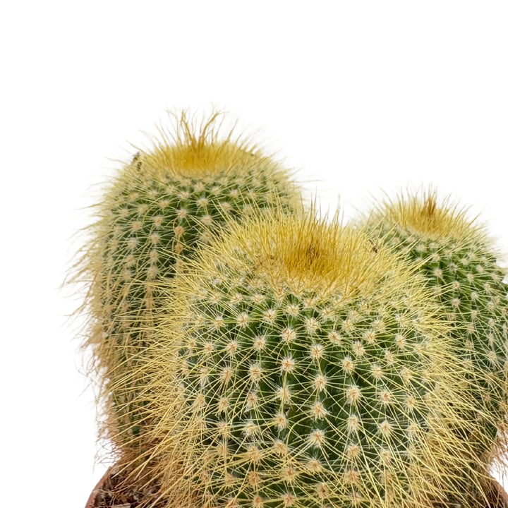 Gruppo di cactus sferici con fitte spine gialle, perfetti per composizioni green


