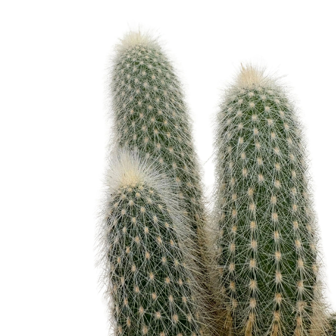 Cactus multiplo ricoperto di spine bianche e morbide, in vaso marrone da 6.5 cm


