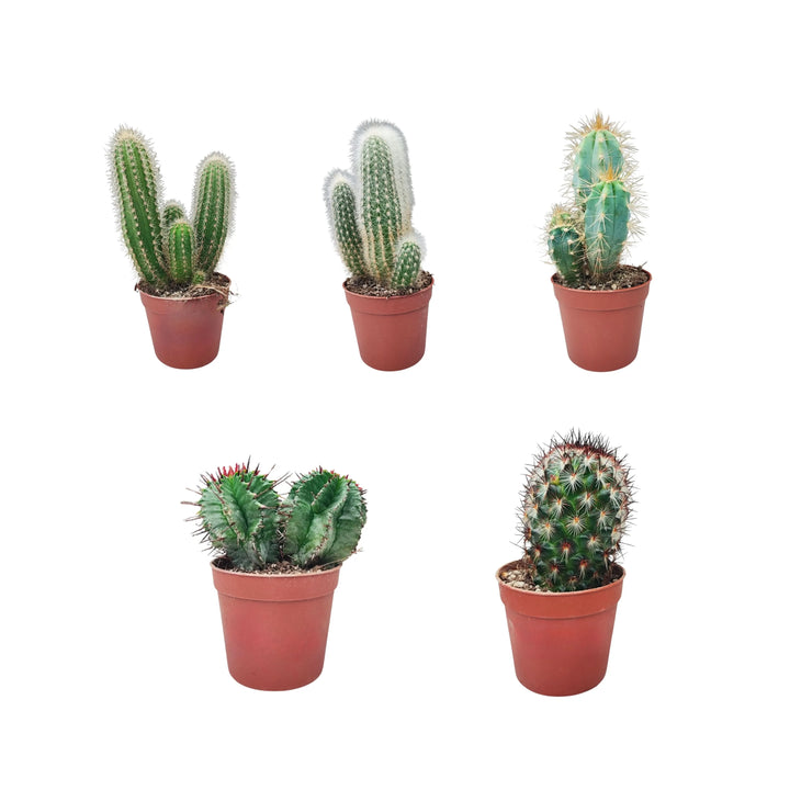 Vista frontale del set da 5 piantine grasse miste in vaso marrone da 6.5 cm, assortimento esemplificativo