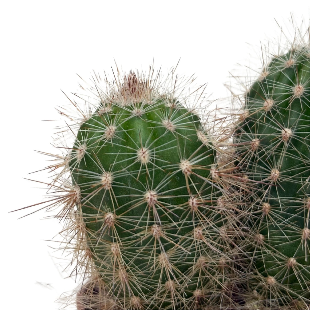 Cactus tondeggiante con spine rade e corte, ideale per interni o bomboniere botaniche

