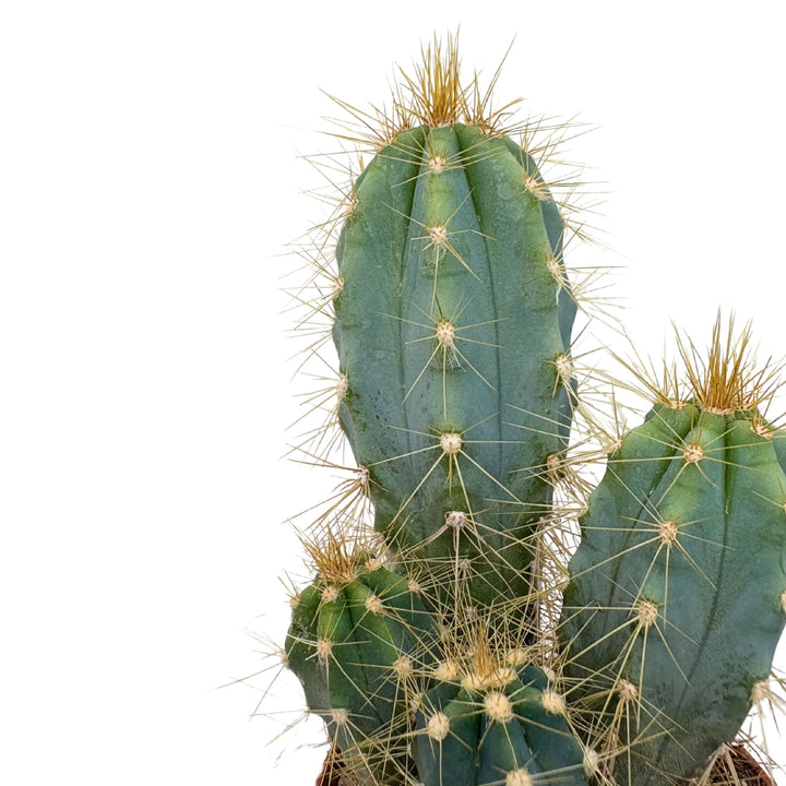 Cactus dalle pale verticali verdi con spine dorate, coltivato in vaso compatto

