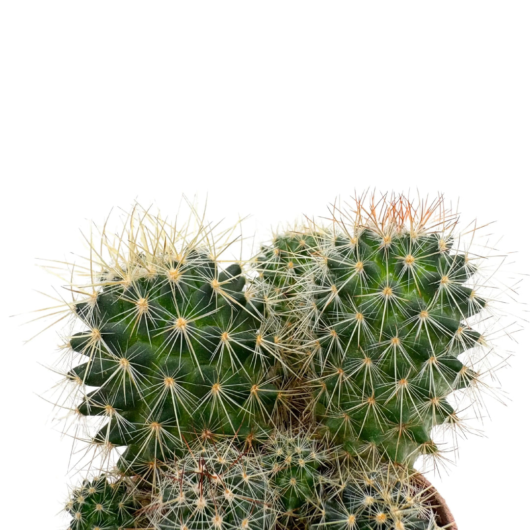 Gruppo di cactus piccoli e globosi con spine fitte e sottili
