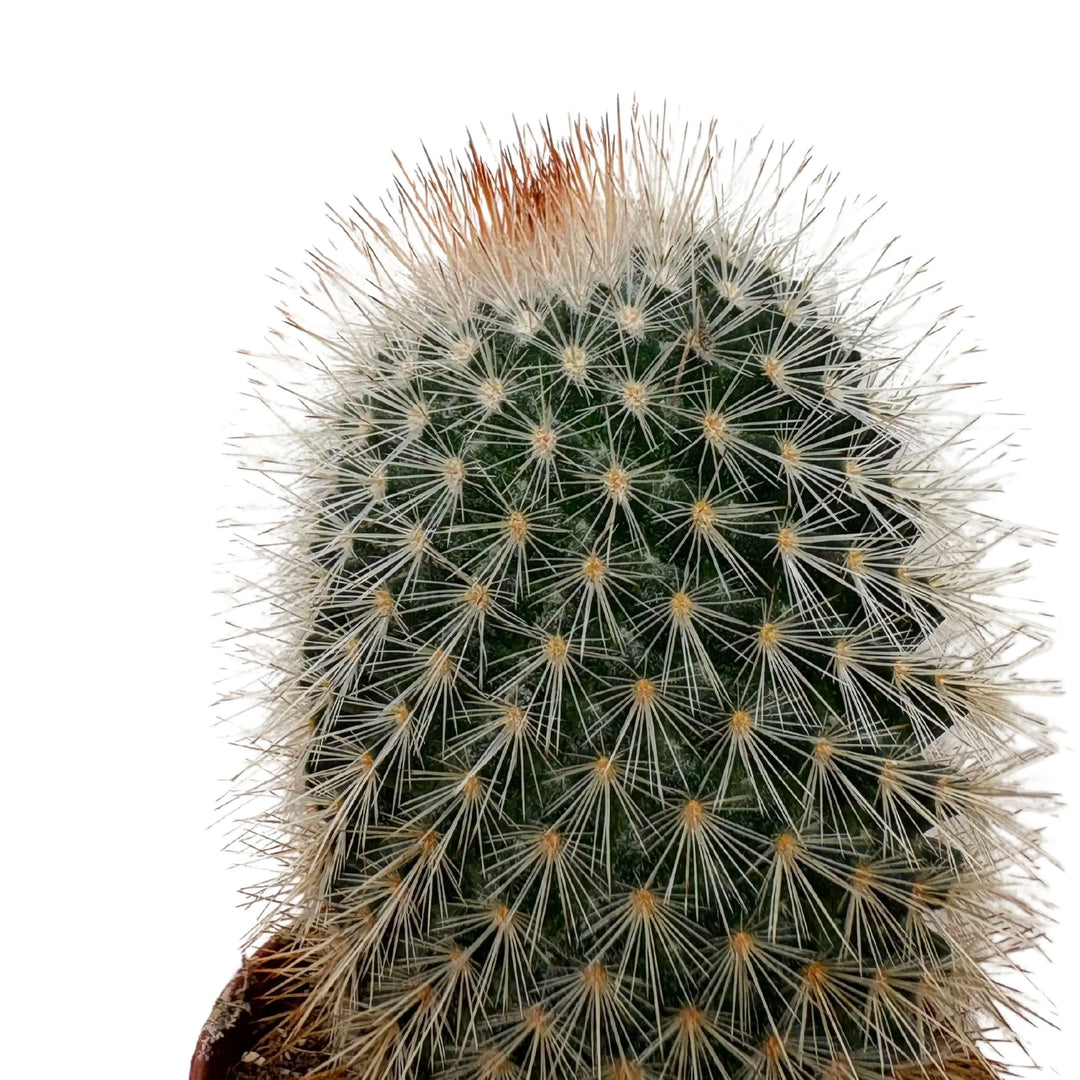 Dettaglio cactus colonnare con spine chiare – piantina del set misto

