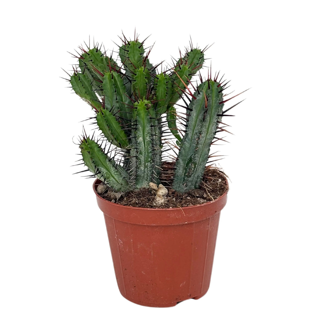 Pianta succulenta con spine scure, vaso marrone

