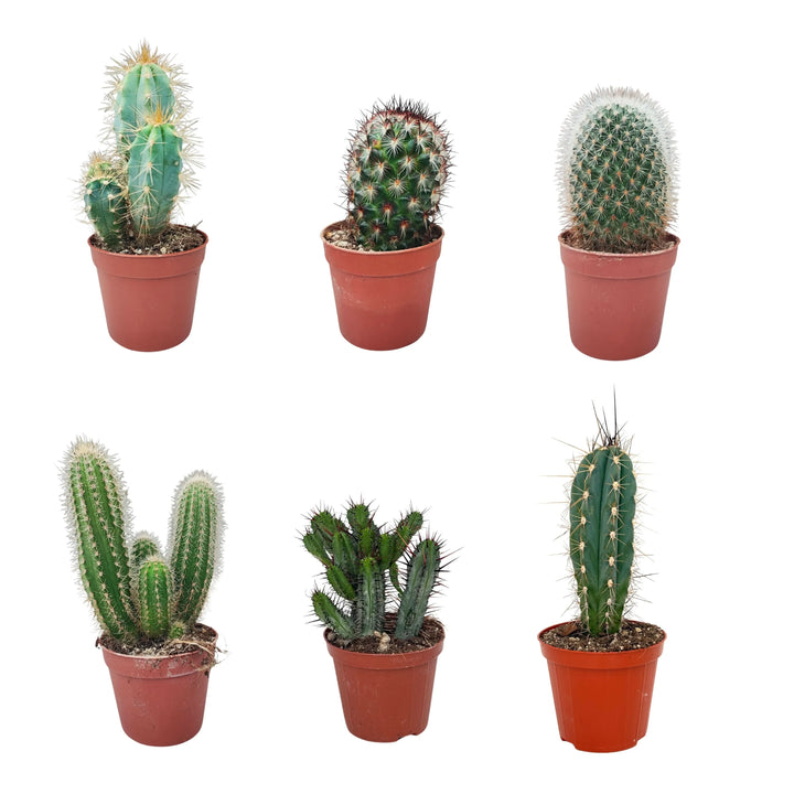 Set di 6 piantine grasse miste in vaso Ø 6.5 cm, viste frontali

