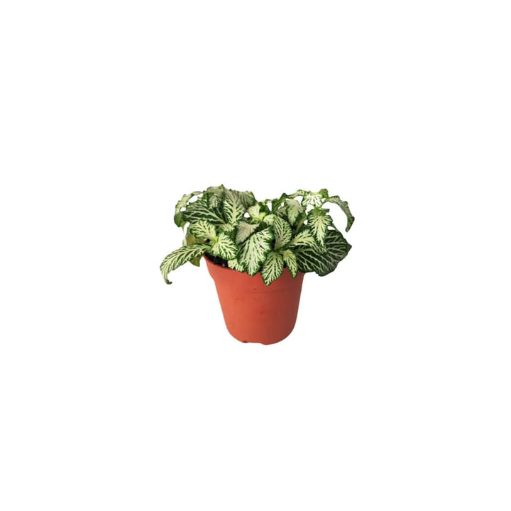 Fittonia bianca decorativa per terrarium - foglie nervate eleganti per mini giardini
