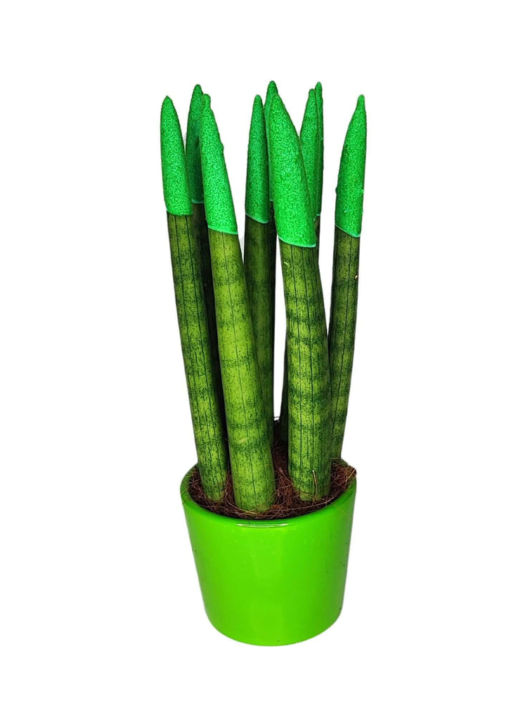 Set di 7 Sansevieria Velvet Touch Mini in Vaso di Ceramica - i Giardini di Giulia