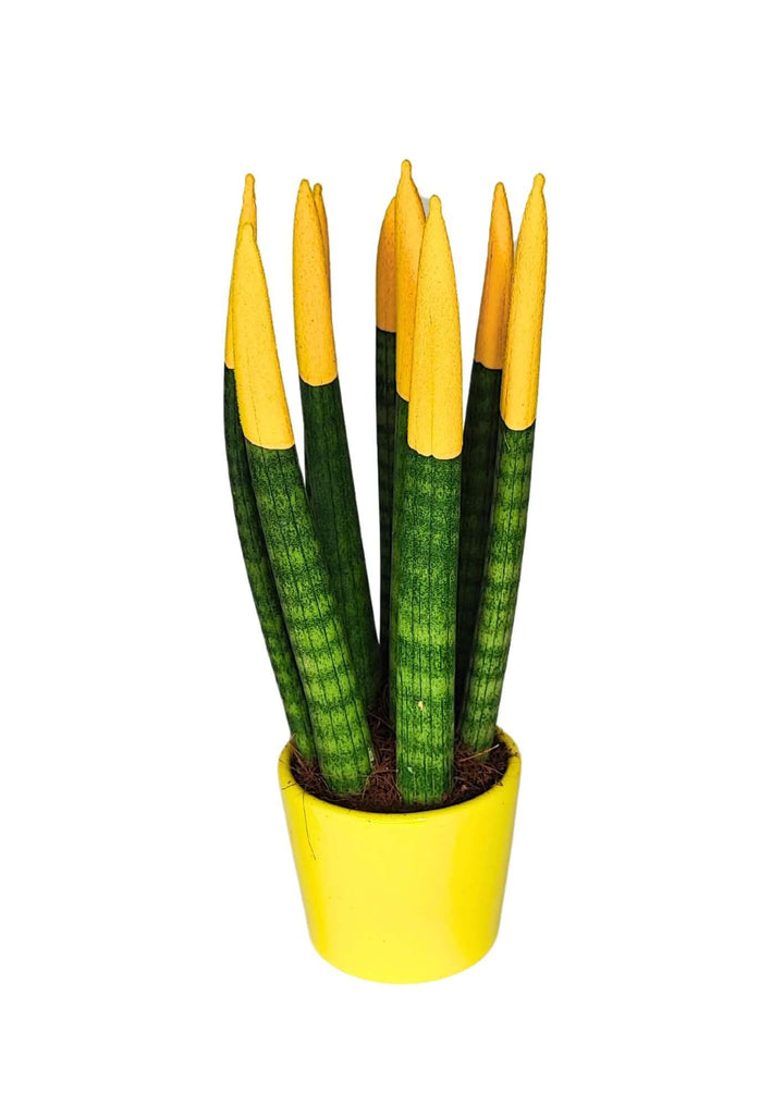 Set di 7 Sansevieria Velvet Touch Mini in Vaso di Ceramica - i Giardini di Giulia