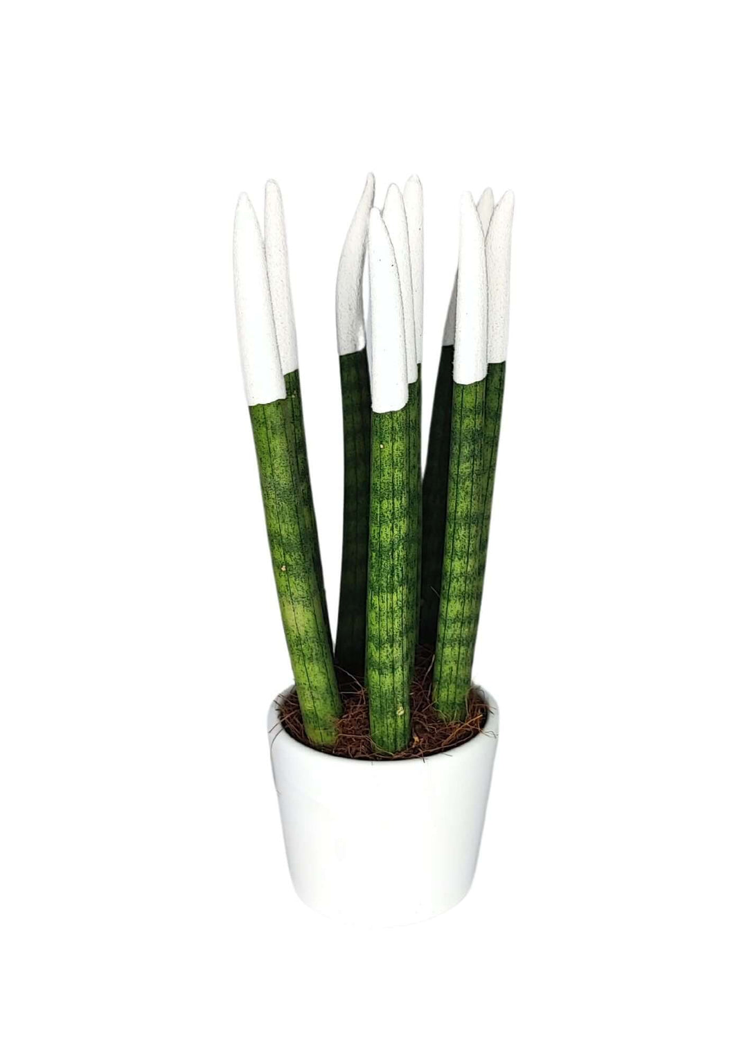 Set di 7 Sansevieria Velvet Touch Mini in Vaso di Ceramica - i Giardini di Giulia