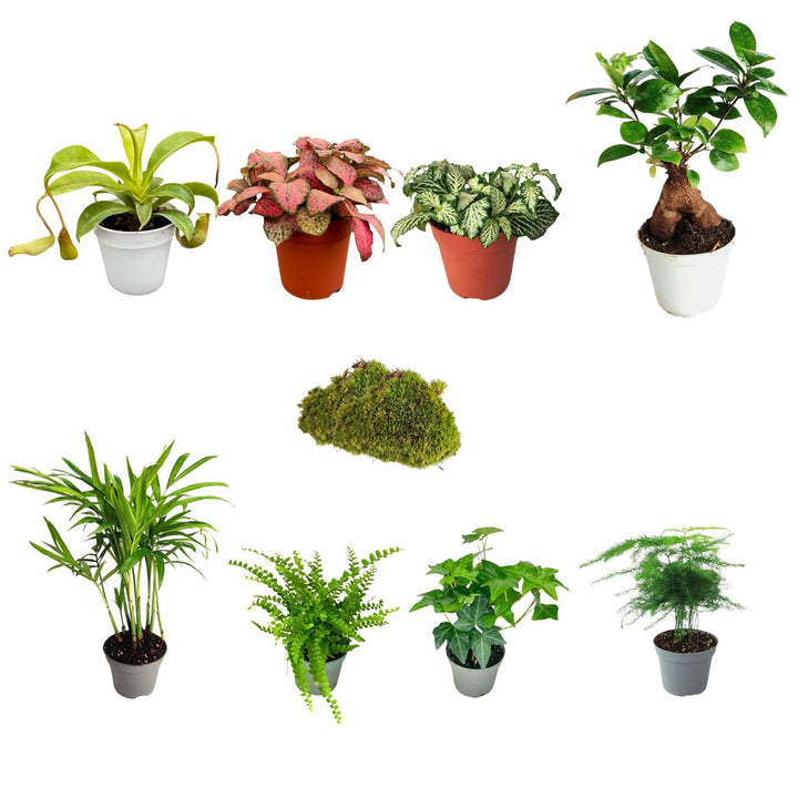 Set di 8 Piante Verdi Tropicali per Terrarium - Selezione di Varietà Esclusive - Ideale per Decorazioni, composizioni e Progetti Creativi - i Giardini di Giulia