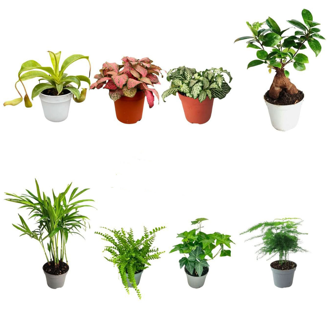 Set di 8 Piante Verdi Tropicali per Terrarium