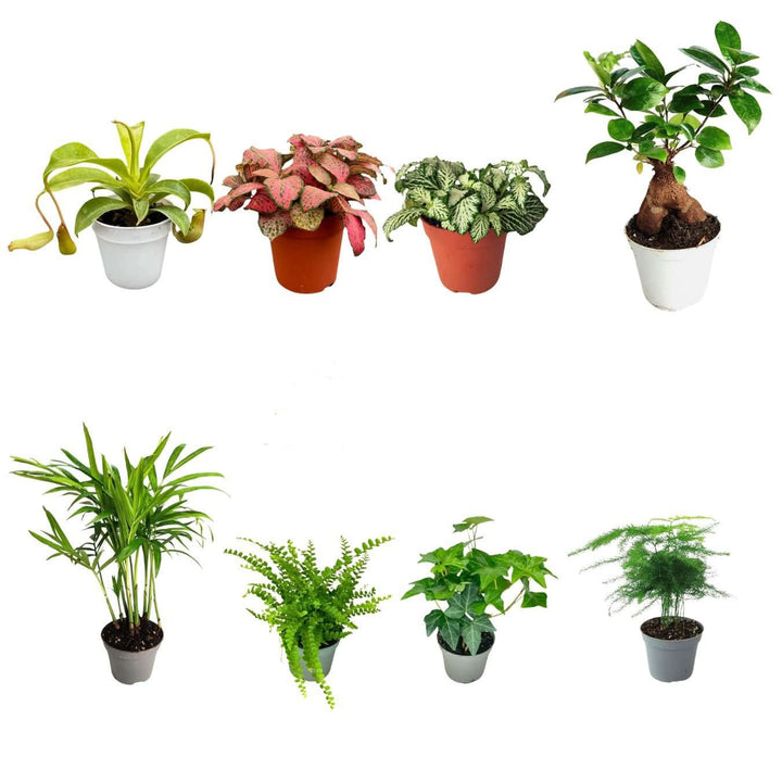Set di 8 Piante Verdi Tropicali per Terrarium