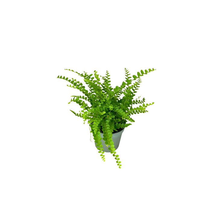 Set di 8 Piante Verdi Tropicali per Terrarium - Selezione di Varietà Esclusive - Ideale per Decorazioni, composizioni e Progetti Creativi - i Giardini di Giulia