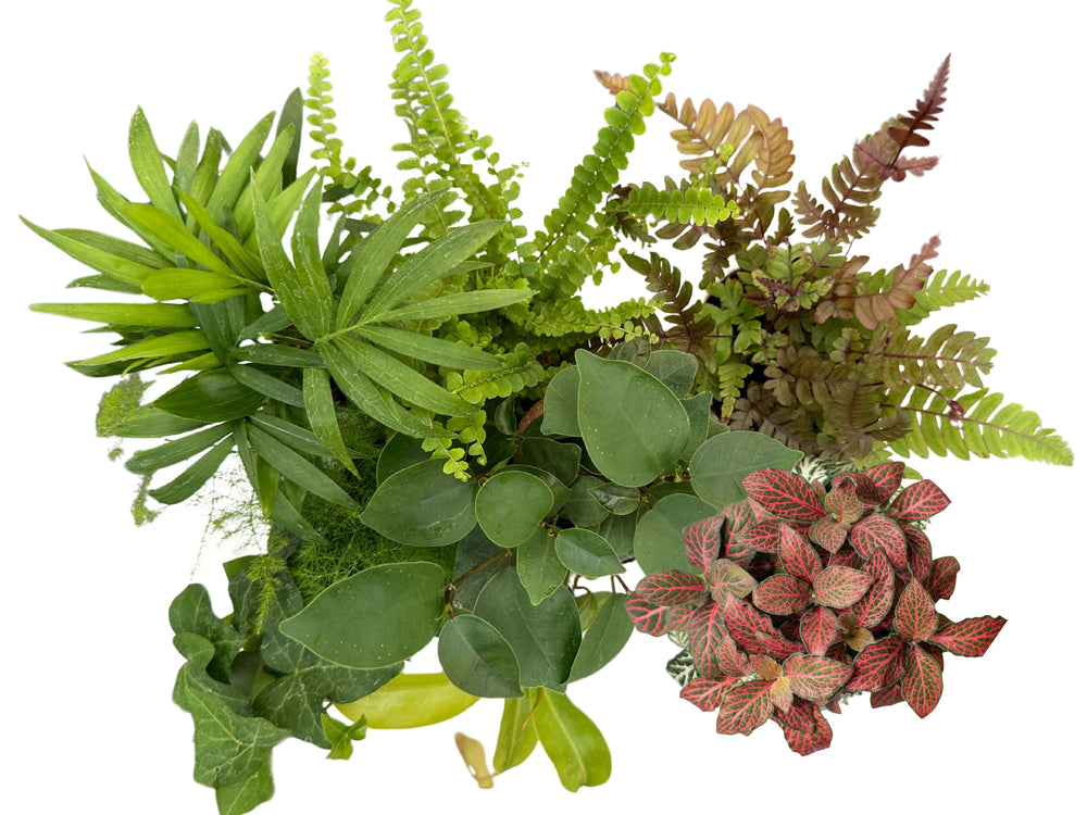 Set di 8 Piante Verdi Tropicali per Terrarium - Selezione di Varietà Esclusive - Ideale per Decorazioni, composizioni e Progetti Creativi - i Giardini di Giulia