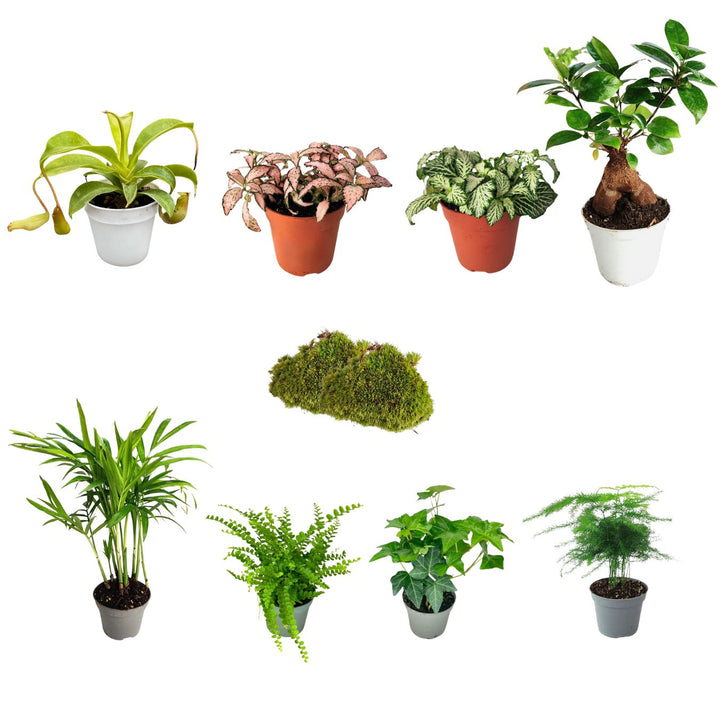 Set di 8 Piante Verdi Tropicali per Terrarium - Selezione di Varietà Esclusive - Ideale per Decorazioni, composizioni e Progetti Creativi - i Giardini di Giulia