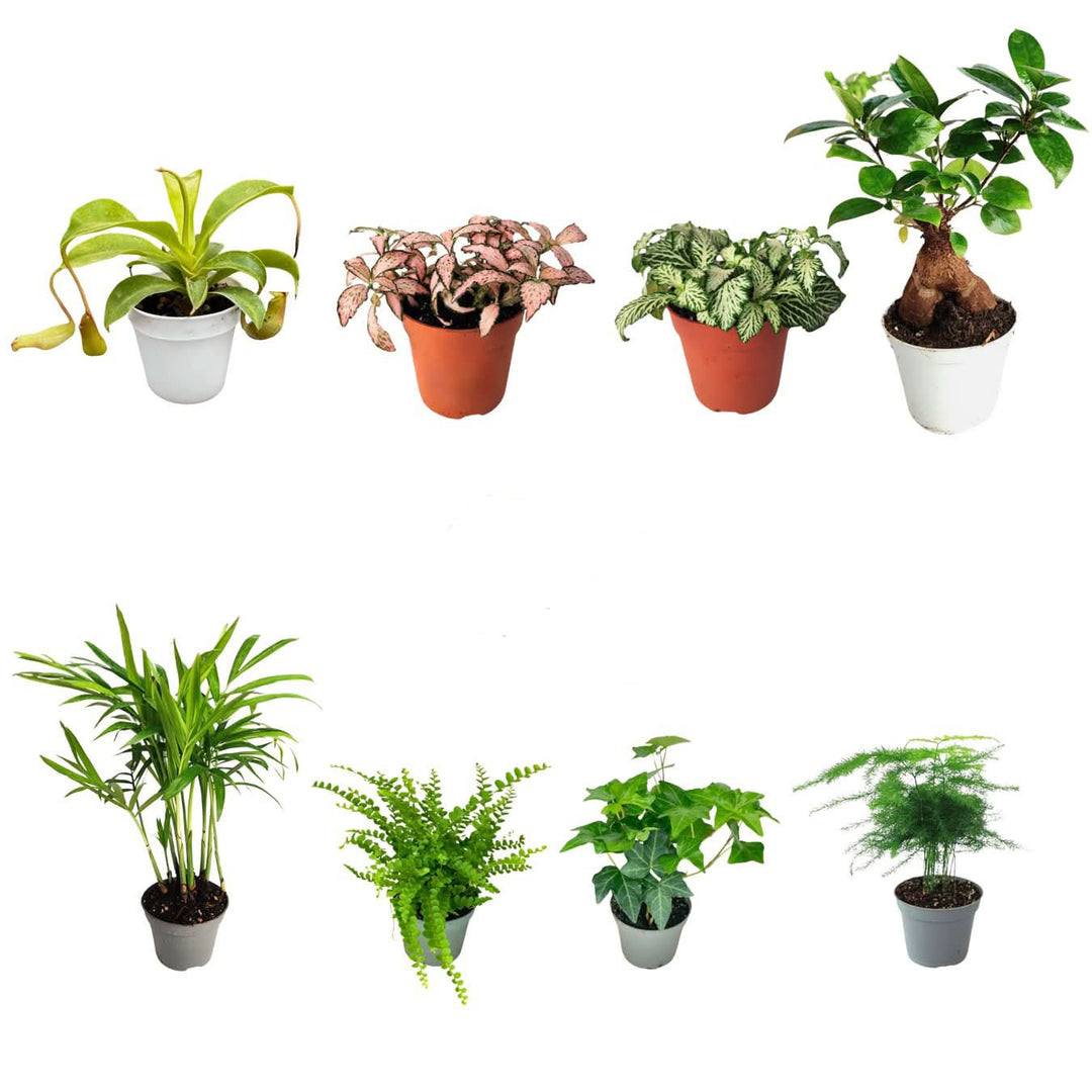 Set di 8 Piante Verdi Tropicali per Terrarium