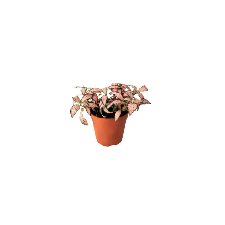 Set Piante Decorative: Verde Elegante e Fittonia Colorata - i Giardini di Giulia