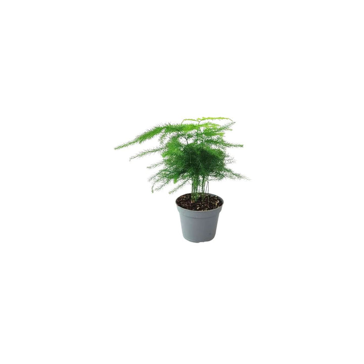 Set Piante Decorative: Verde Elegante e Fittonia Colorata - i Giardini di Giulia