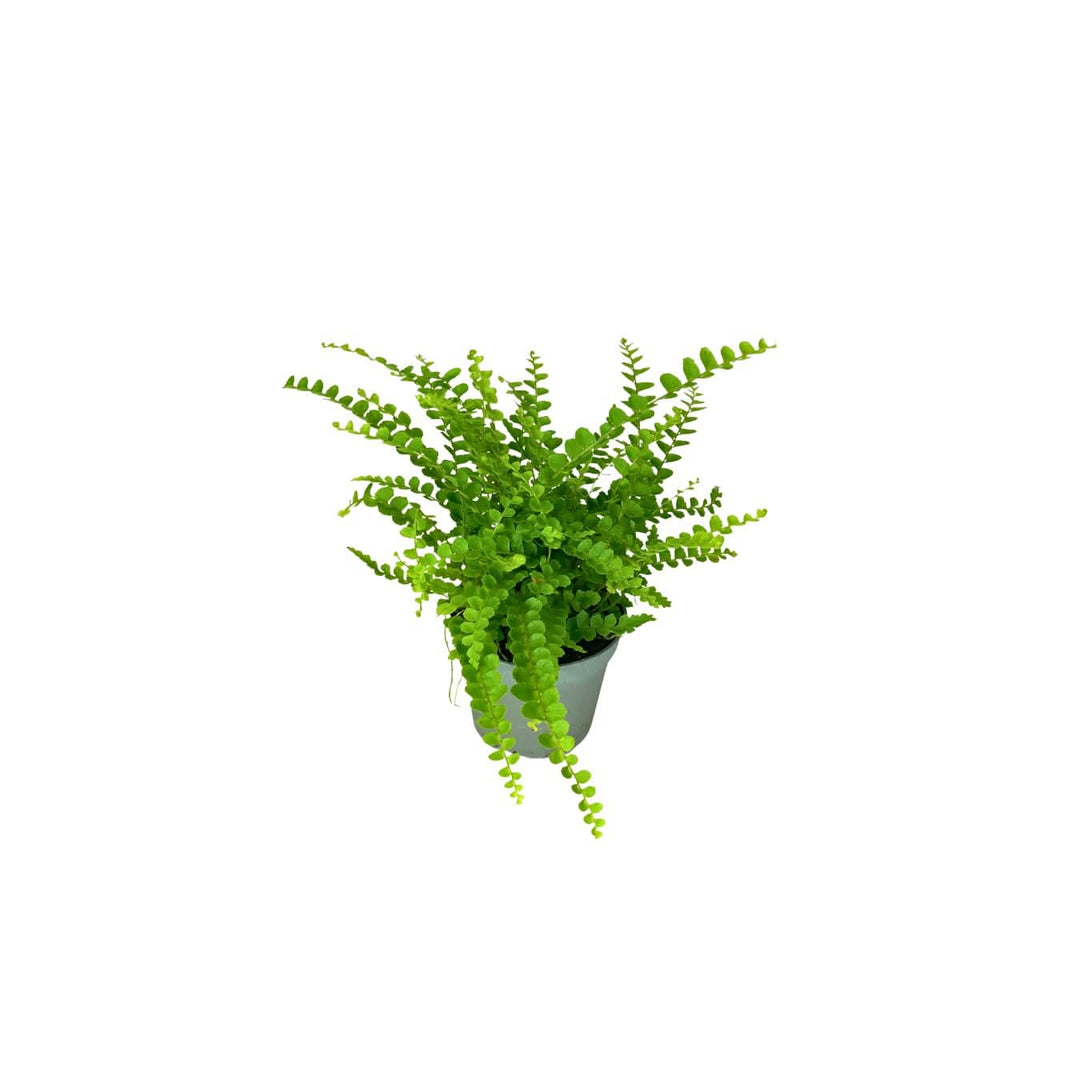 Set Piante Decorative: Verde Elegante e Fittonia Colorata - i Giardini di Giulia
